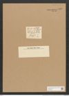 Campylodiscus ehrenbergii Ralfs (de-Toni-Nr.: Genus 57, Species 2523) Zeichnungen Sammlung Grunow Nr. 5030 (NHMW-BOT-W0373287)